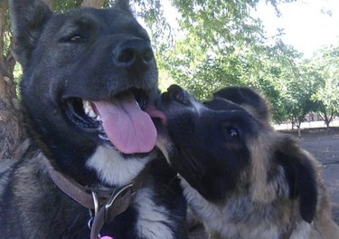 dog kissing other dog.