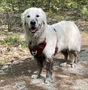 A happy white dog is half covered in mud while standing in a stream in the woods.