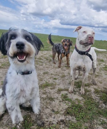A trio of muddy dogs are in a field.