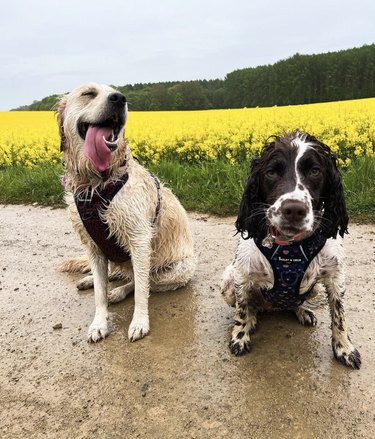 Two muddy dogs are in front of a field of yellow flowers.