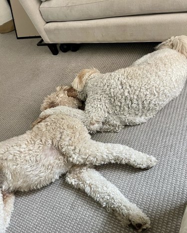 dogs hugging and cuddling