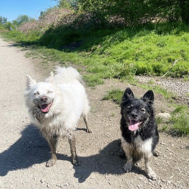 Two muddy dogs having with their tongues out while going for a walk on a nature path.