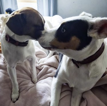 dogs touching noses.