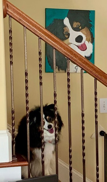 Dog sitting on stairs underneath portrait of itself in the same position