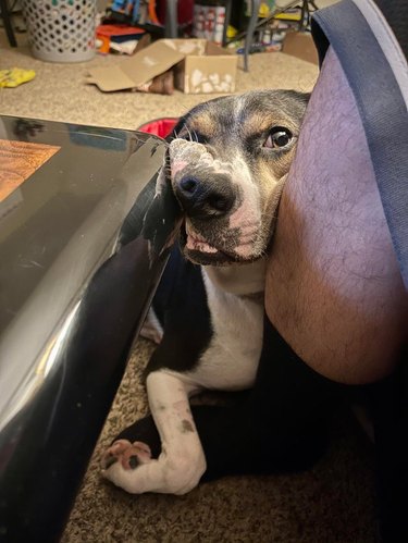Dog laying with face smashed between table and person's leg