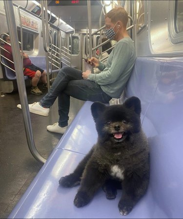 Pomeranian with teddy bear cut sitting on subway