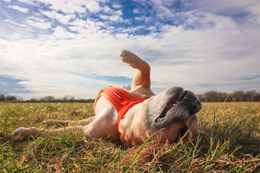 Dog laying on its back in grassy field