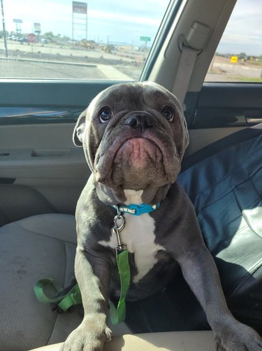 Dog looking sad in front passenger seat of car