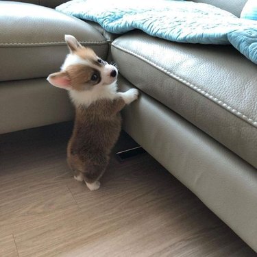 Corgi puppy trying to jump onto couch