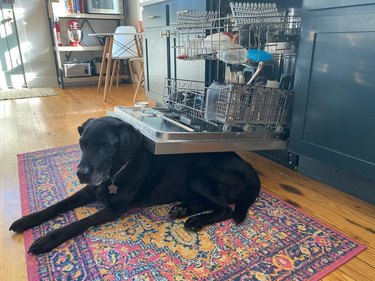 Elderly black Labrador laying directly in front of dishwasher