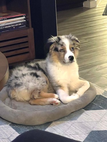 Dog laying on dog bed with front paws in an unusual position