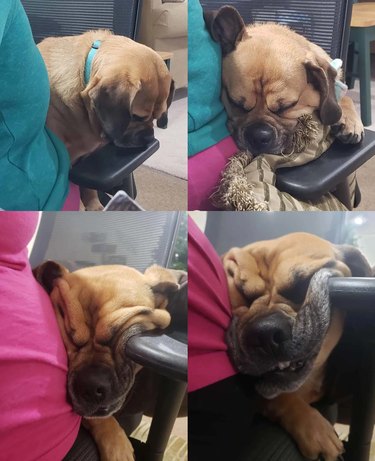 Dog falling asleep squished between person and back of desk chair