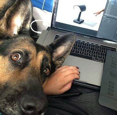 German Shepherd trying to get attention from person working on laptop