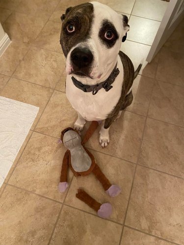 Sad dog sitting next to toy monkey with one leg ripped off