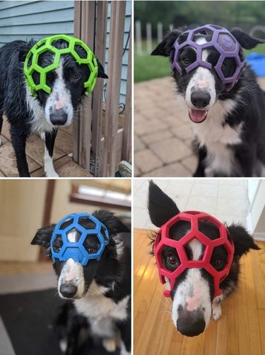 Four pictures of dog wearing chromatic variations of the same ball on its head like a helmet