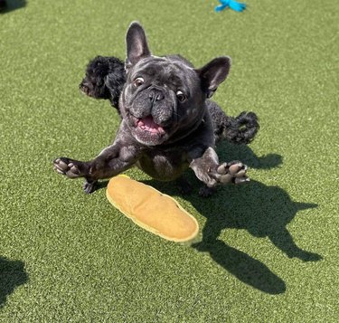 French Bulldog lunging for hot dog shaped squeaky toy