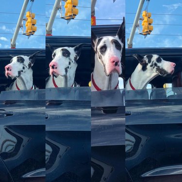 Great Dane sticking its head out truck window