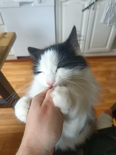 A cat is closing their eyes while eating a treat from their human's hand.
