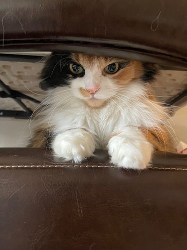 A calico cat is angry that a dog moved into their house.