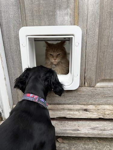 A cat and dog are staring at each other through a window gate.