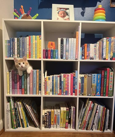 A cat is poking their head out from behind the books on a shelf.