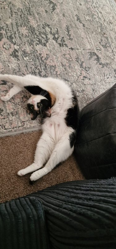 A cat is in a funny twisted pretzel pose.
