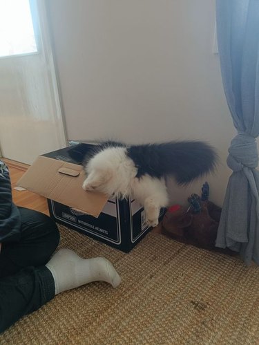 A cat jumps headfirst into a cardboard box.