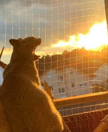 A cat is yawning looks like dragon breathing fire, when it is actually the sun setting over a house.