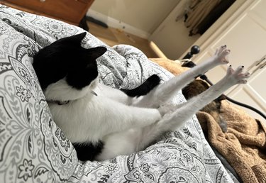 A black and white cat is sticking their rear paws into the air.