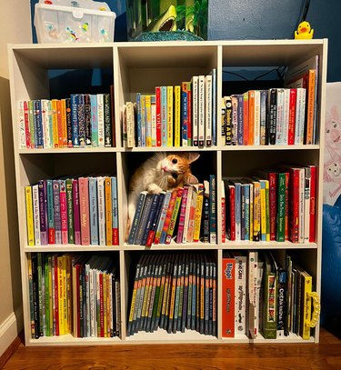 A cat loves playing in a bookshelf.