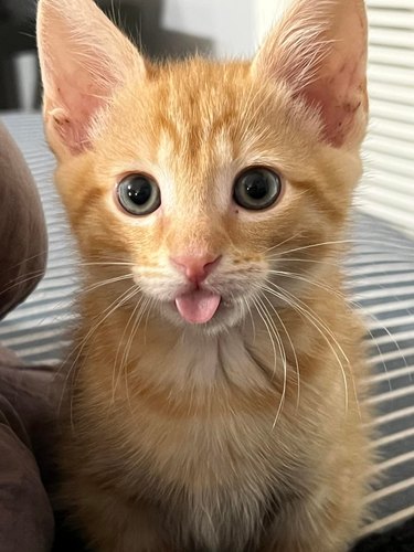 An orange kitten is sticking out their tongue in a blep.