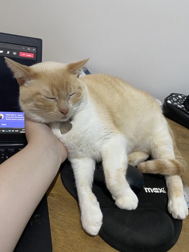 cat sleeps on man's hand