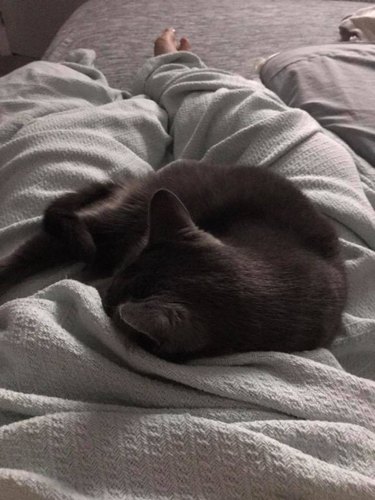 black cat cuddling on human's lap