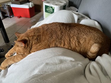 orange cat splayed out across human's lap