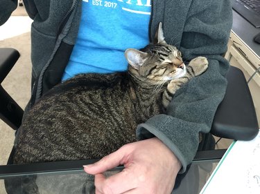 cat sleeps in human's lap