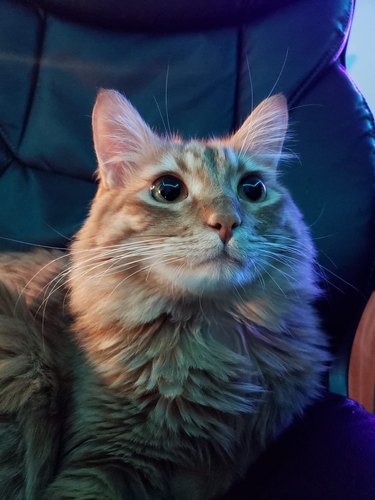 A cat with giant marble eyes is very photogenic in neon lighting.