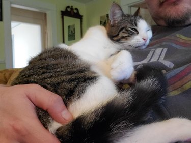 cat snuggles on man's chest