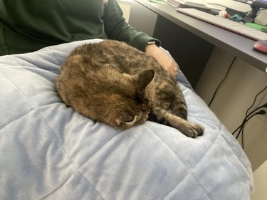 cat sleeping on woman's lap