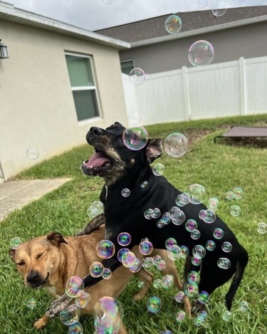 Two dogs are fighting over bubbles.