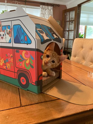 Orange cat peaking out from a "groovy" van-shaped cat scratcher.