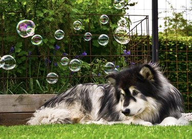 A dog is lying on grass with bubbles overhead.