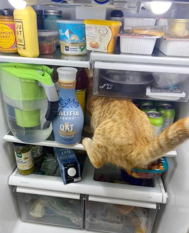 Orange cat sneaks into a refrigerator, with their tail facing the camera. .