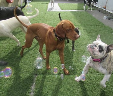 A group of dogs are playing with bubbles in a backyard.