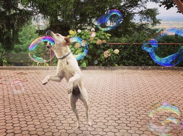 A dog is jumping up to catch a bubble.