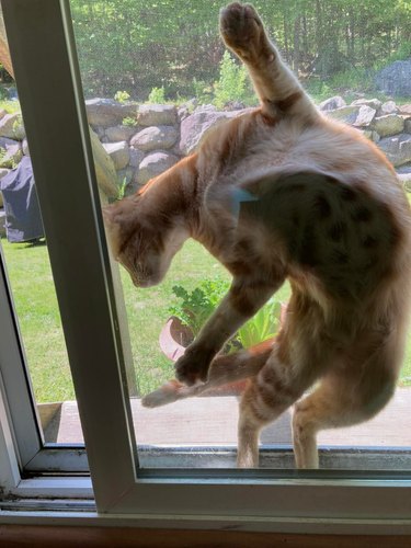 Orange cat twists in a funny position in a sliding window.