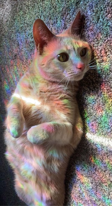Orange cat bathed in rainbows from a prism reflecting the sunlight.