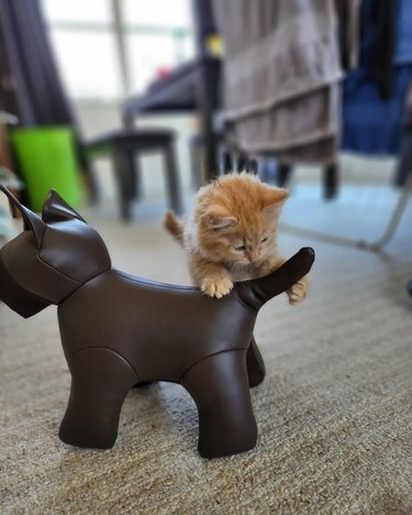 The same orange kitten looks at the toy dog's tail.