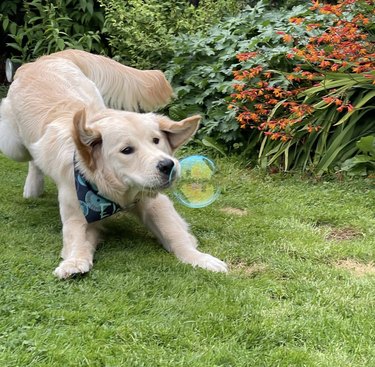 A dog is sniffing a bubble in a backyard.