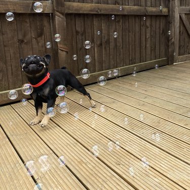 A dog is looking surprised while being surrounded by bubbles.