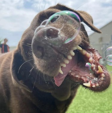dog trying to bite a bubble